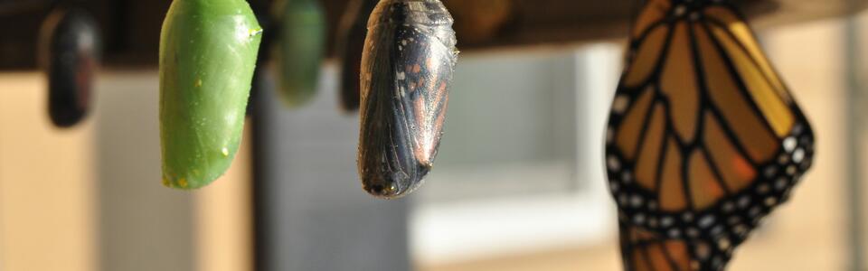 Three butterfly chrysalis: a new green chrysalis coloration, one that’s about ready to emerge, and a butterfly that’s already come out.