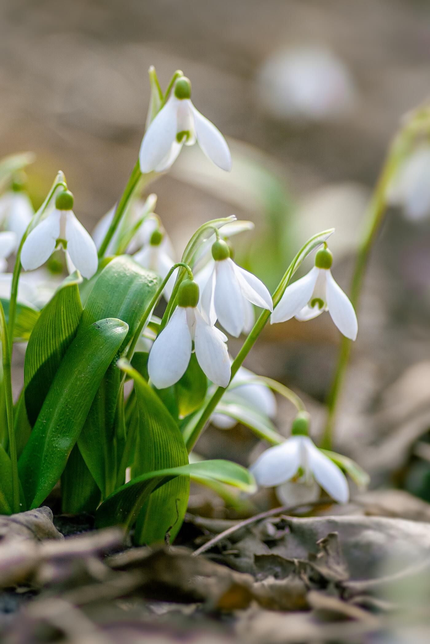 Snowdrop flowers, blooming green and white from a brown-leaf covered ground
