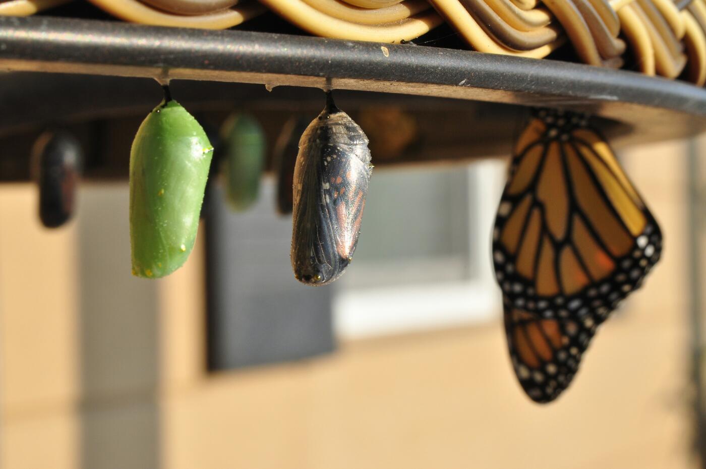 Three butterfly chrysalis: a new green chrysalis coloration, one that’s about ready to emerge, and a butterfly that’s already come out.